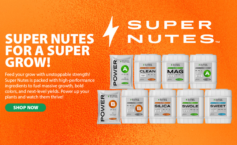 Super Nutes - Orange 